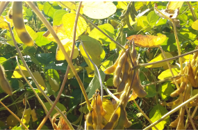 Семена высокобелковой сои РЖТ Сфинкса